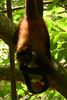 Geoffroy's Spider Monkey (Ateles geoffroyi) - Costa-Rica