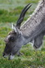 Common Eland (Taurotragus oryx) - South Africa