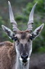 Common Eland (Taurotragus oryx) - South Africa
