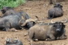 African Buffalo (Syncerus caffer) - Kenya