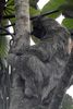 Brown-throated Three-toed Sloth (Bradypus variegatus) - Costa-Rica