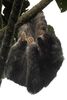 Brown-throated Three-toed Sloth (Bradypus variegatus) - Costa-Rica