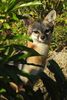 Grey Fox (Urocyon cinereoargenteus) - Mexico