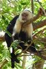 White-faced Capuchin (Cebus capucinus) - Costa-Rica