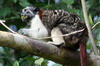 Geoffroy's Tamarin (Saguinus geoffroyi) - Panama