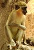 Green Monkey (Chlorocebus sabaeus) - Senegal