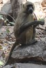 Guinea Baboon (Papio papio) - Senegal