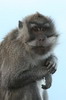 Crab-eating Macaque (Macaca fascicularis) - Indonesia