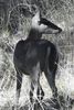 White-tailed Deer (Odocoileus virginianus) - United States
