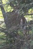 White-tailed Deer (Odocoileus virginianus) - Canada