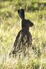 European Hare (Lepus europaeus) - United Kingdom