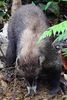 White-nosed Coati (Nasua narica) - Costa-Rica