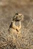 Gunnison's Prairie Dog (Cynomys gunnisoni) - United States