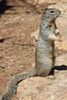 Rock Squirrel (Otospermophilus variegatus) - United States