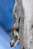 Northern Palm Squirrel (Funambulus pennantii) - India