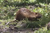 Greater Cane Rat (Thryonomys swinderianus) - Kenya