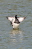 Fuligule morillon (Aythya fuligula) - France