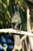 Anhinga (Anhinga anhinga) - Peru