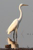 Grande Aigrette (Ardea alba) - Sri Lanka