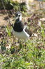 Vanneau hupp (Vanellus vanellus) - France