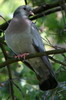 Stock Dove (Columba oenas) - France