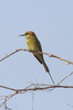Asian Green Bee-eater (Merops orientalis) - India