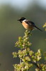 Tarier ptre (Saxicola rubicola) - France