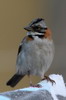 Bruant chingolo (Zonotrichia capensis) - Prou