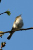 Pouillot de Bonelli (Phylloscopus bonelli) - France