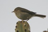 Pouillot des Canaries (Phylloscopus canariensis) - Iles Canaries