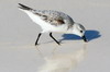 Bcasseau sanderling (Calidris alba) - Cuba