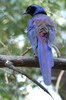 Choucador de Meves (Lamprotornis mevesii) - Namibie