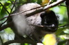Daman des arbres (Dendrohyrax arboreus) - Kenya